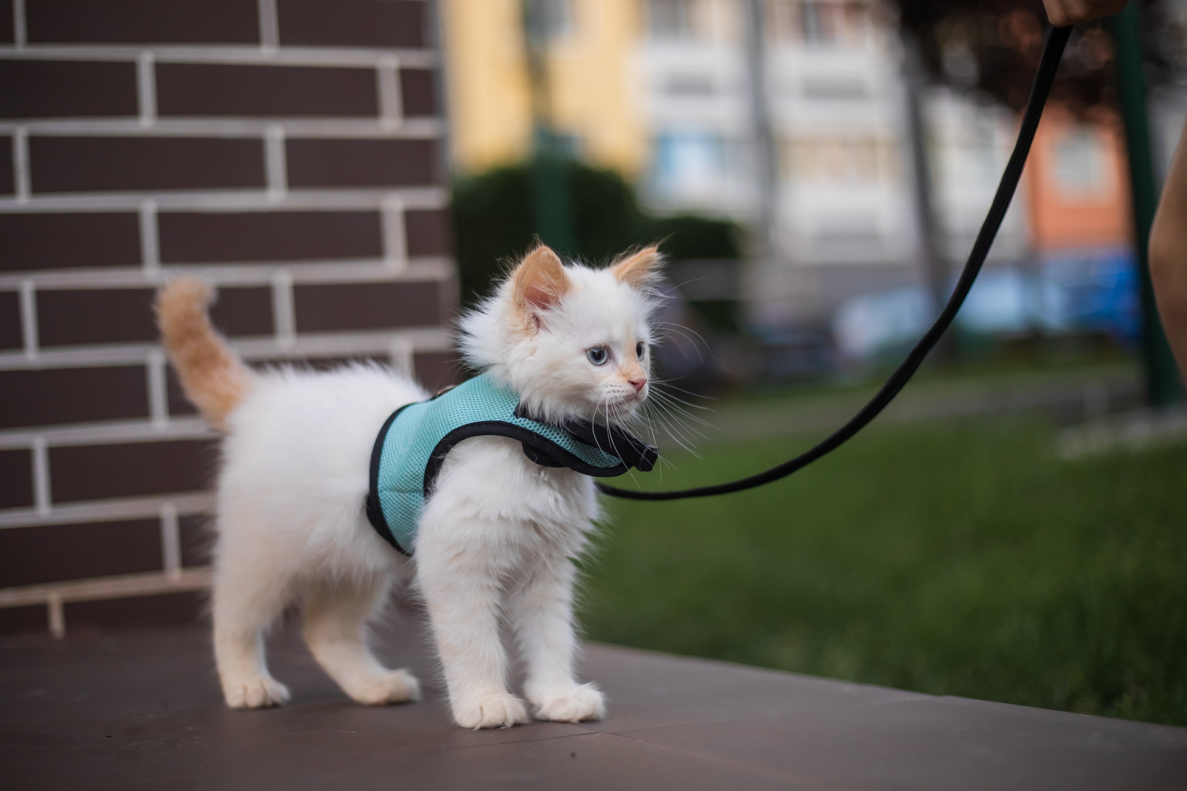 Cat Collars, Leashes & Harnesses