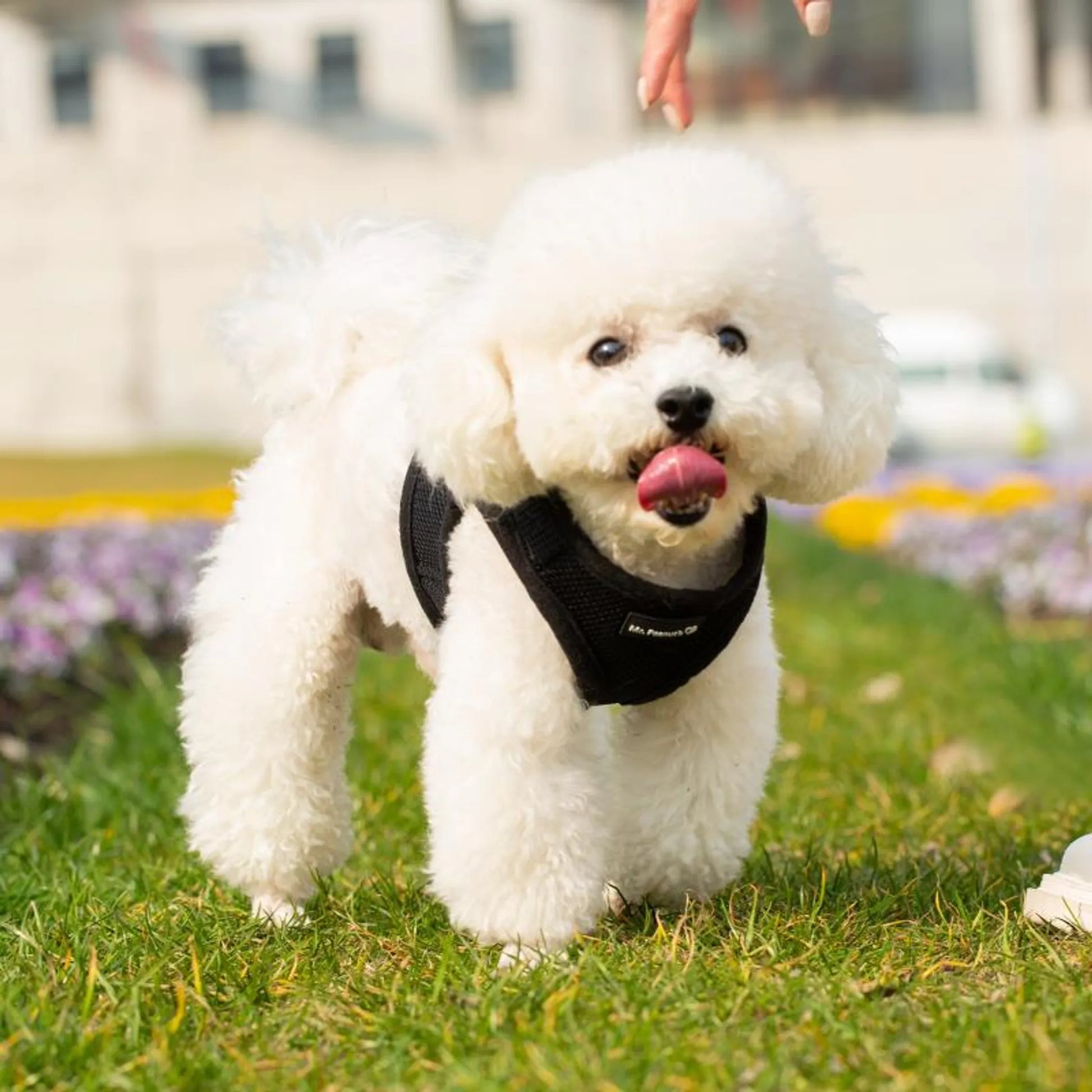 White dog with a black harness standing on grass