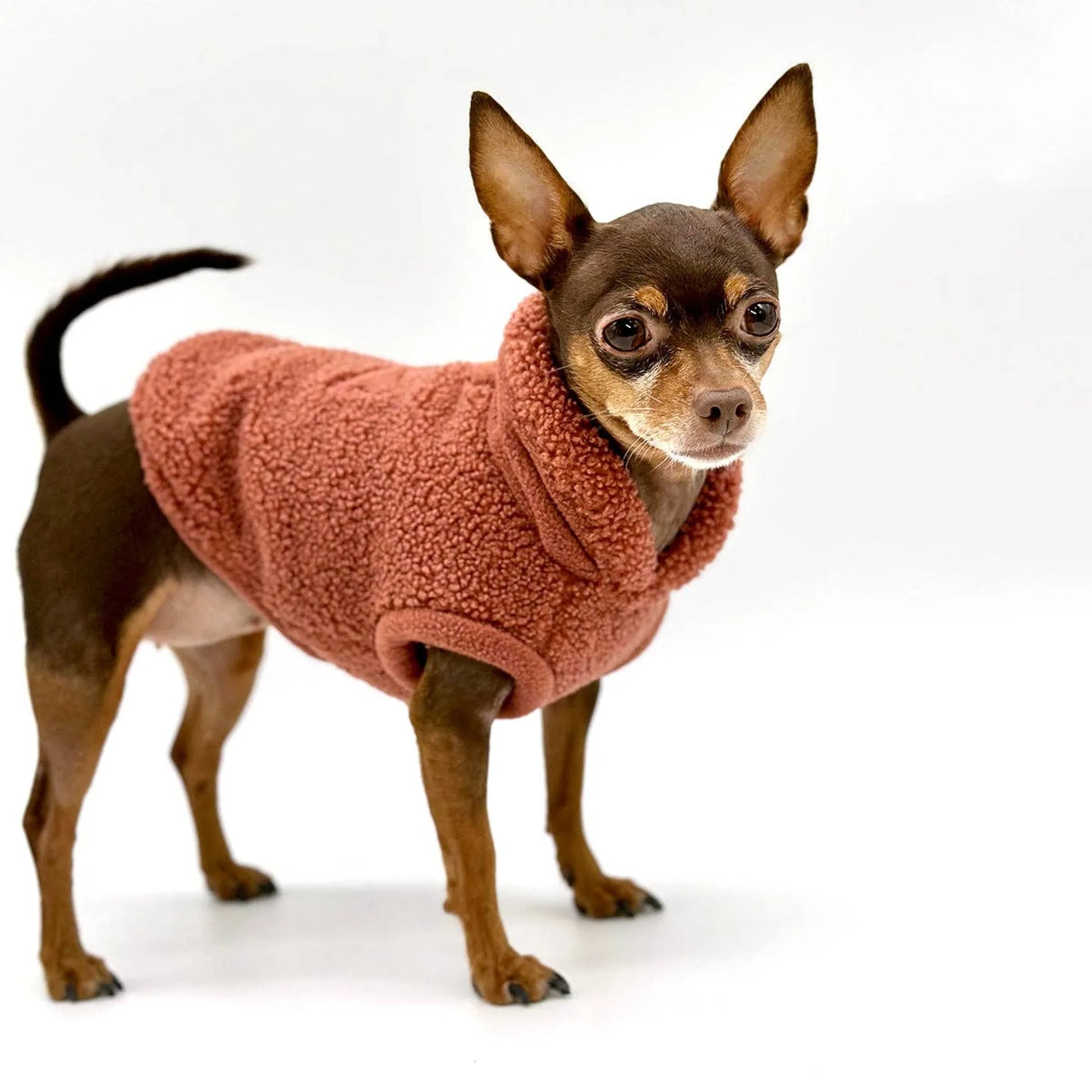 Brown dog wearing orange sherpa jacket 