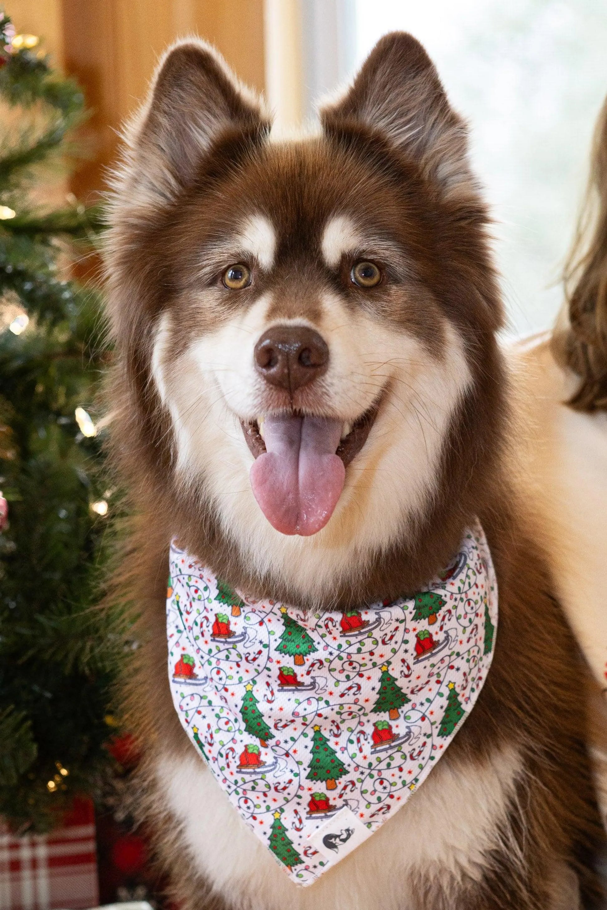 Dog wearing bandana with Christmas motif