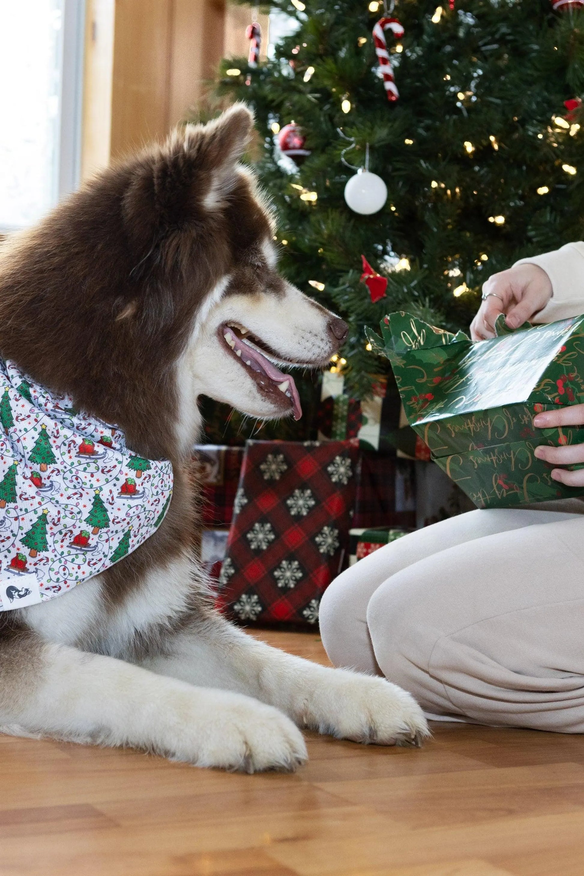 Dog wearing bandana with Christmas motif