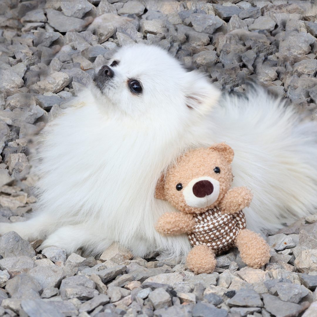 White fluffy animal holding a small brown teddy bear on rocky ground