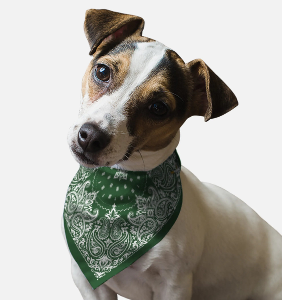 Dog wearing green Paisley bandana 