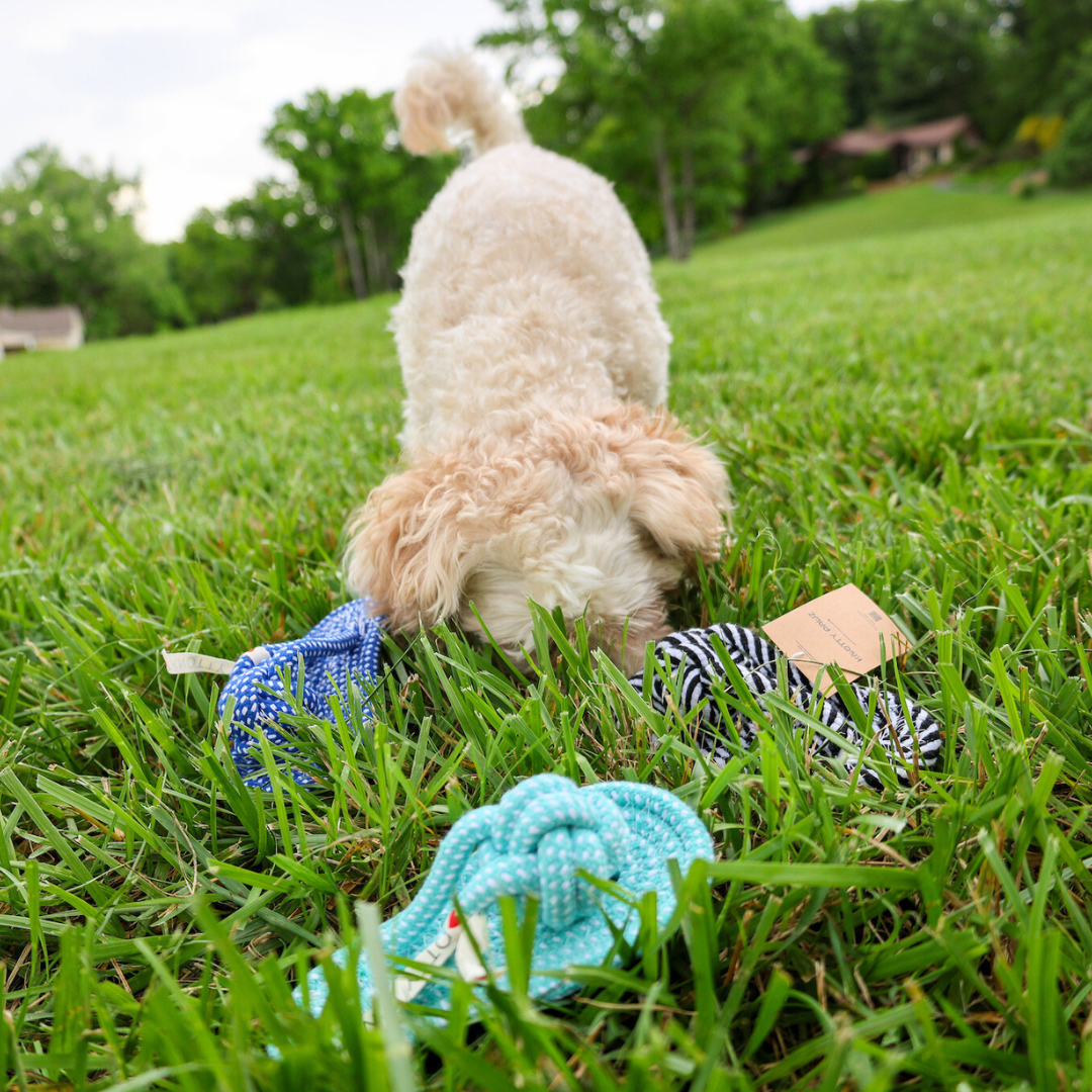 dog playing with Slipper Rope Toys in the grass