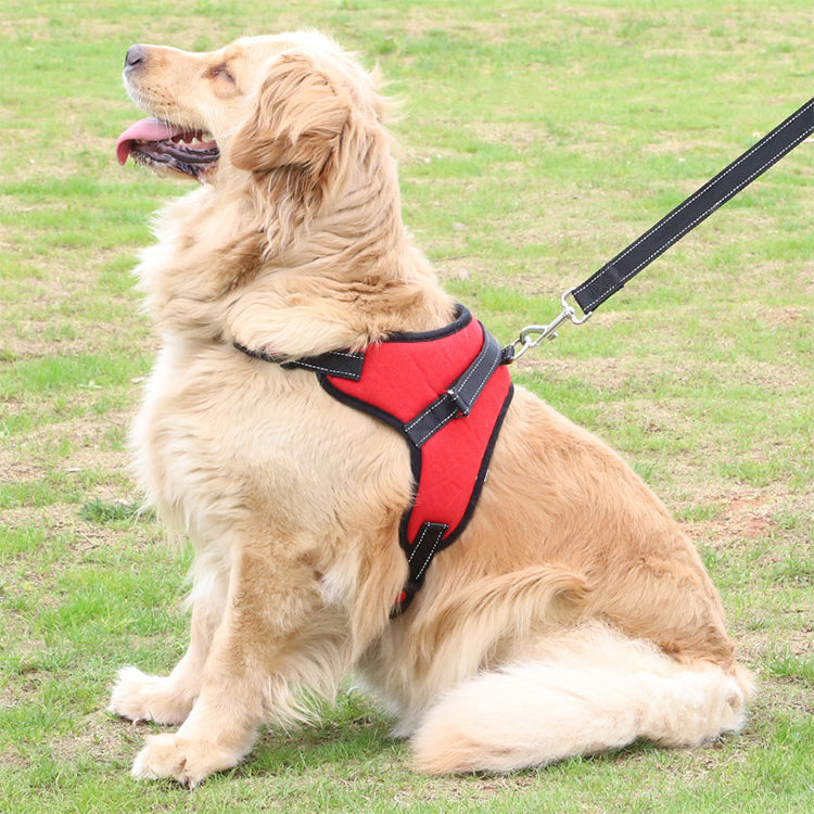 dog wearing red and black harness