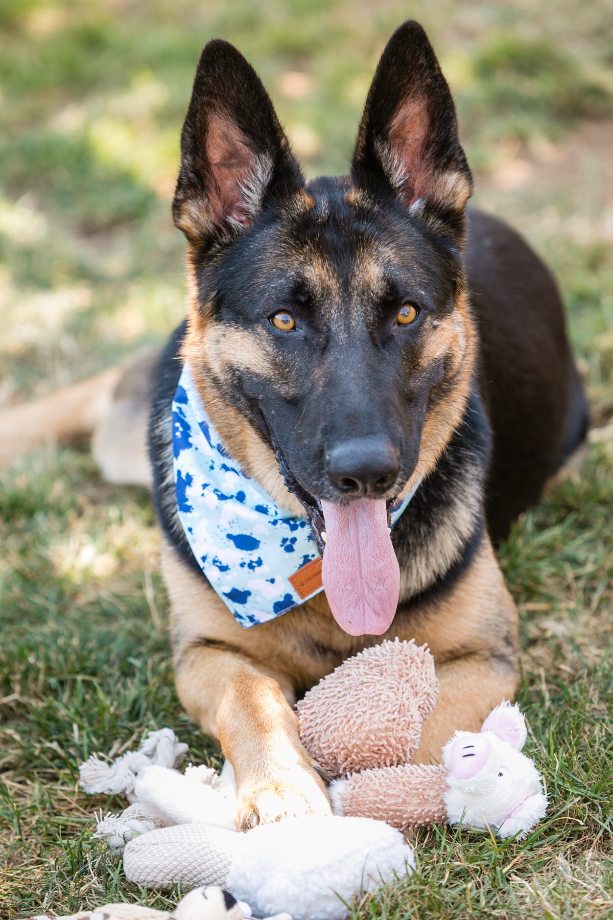 dog playing with plush beige dog toy
