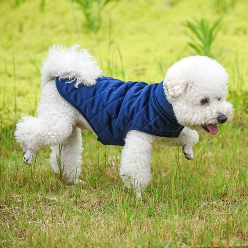 White fluffy dog in grass wearing navy dog vest