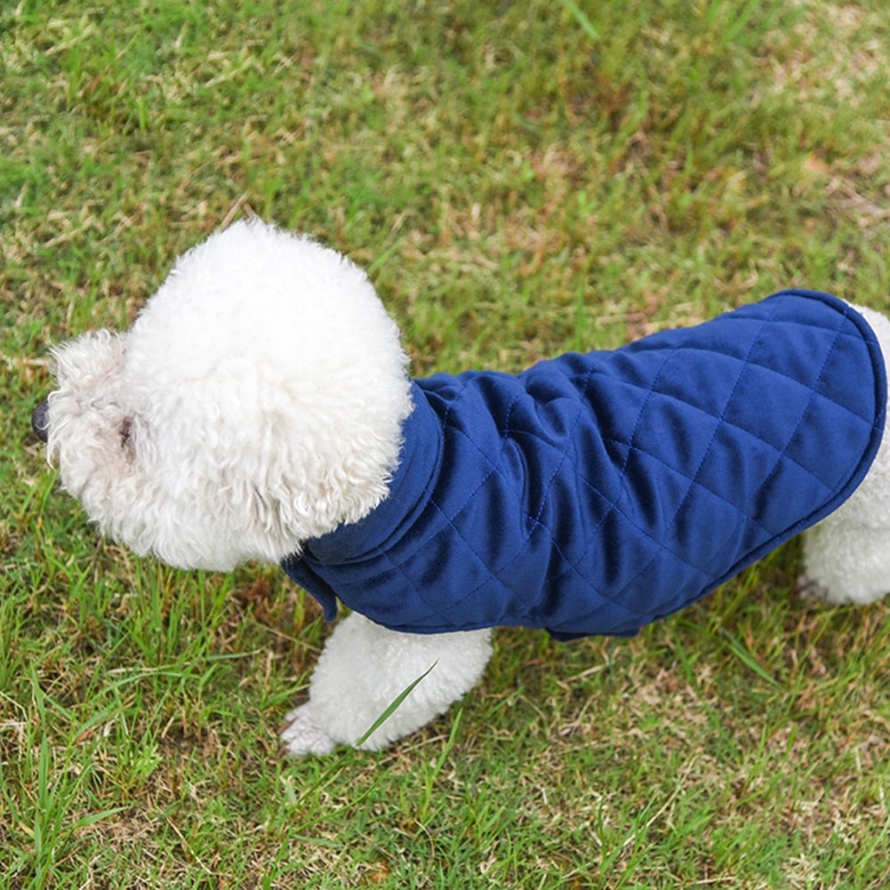 white dog in navy dog jacket outdoors