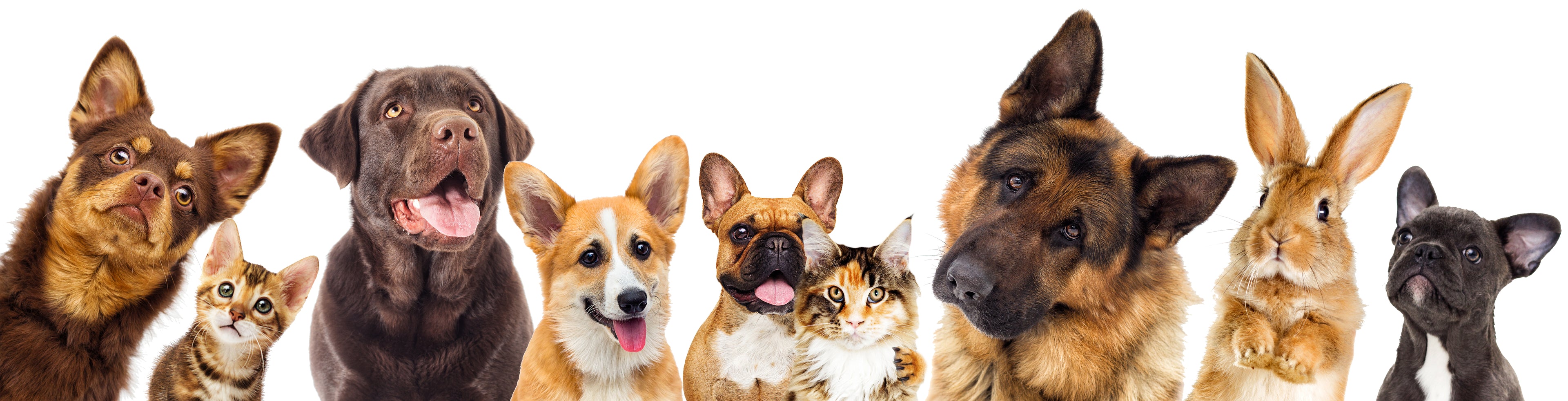 Row of dogs and cats on a white background